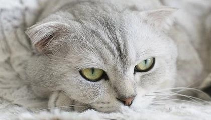茶杯狐像排错:先查主语有没有漂移,再把单位补到图旁(读完更清楚)